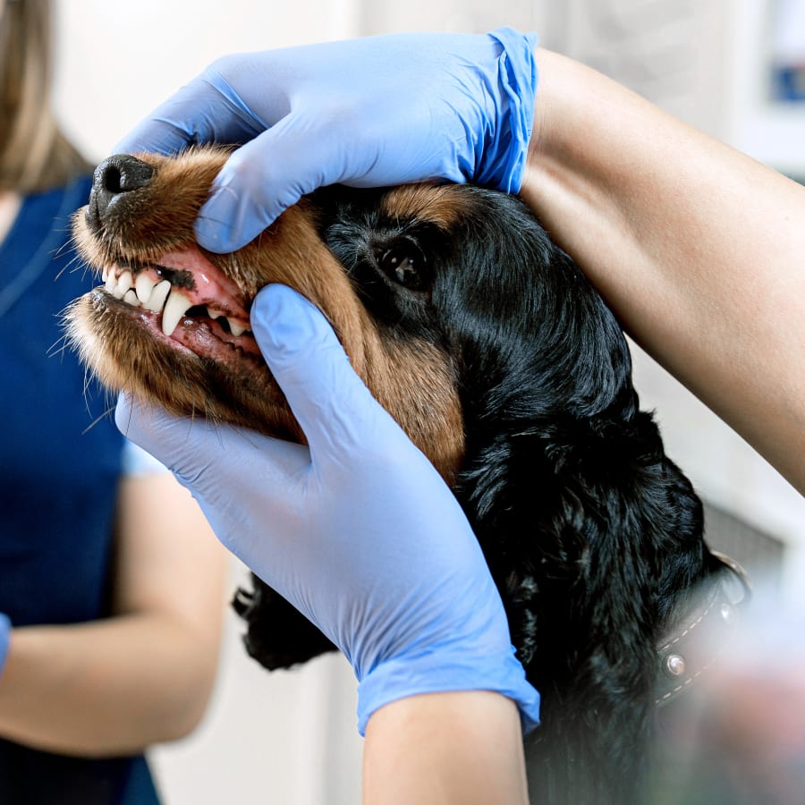 Dental Care, Douglasville Vet