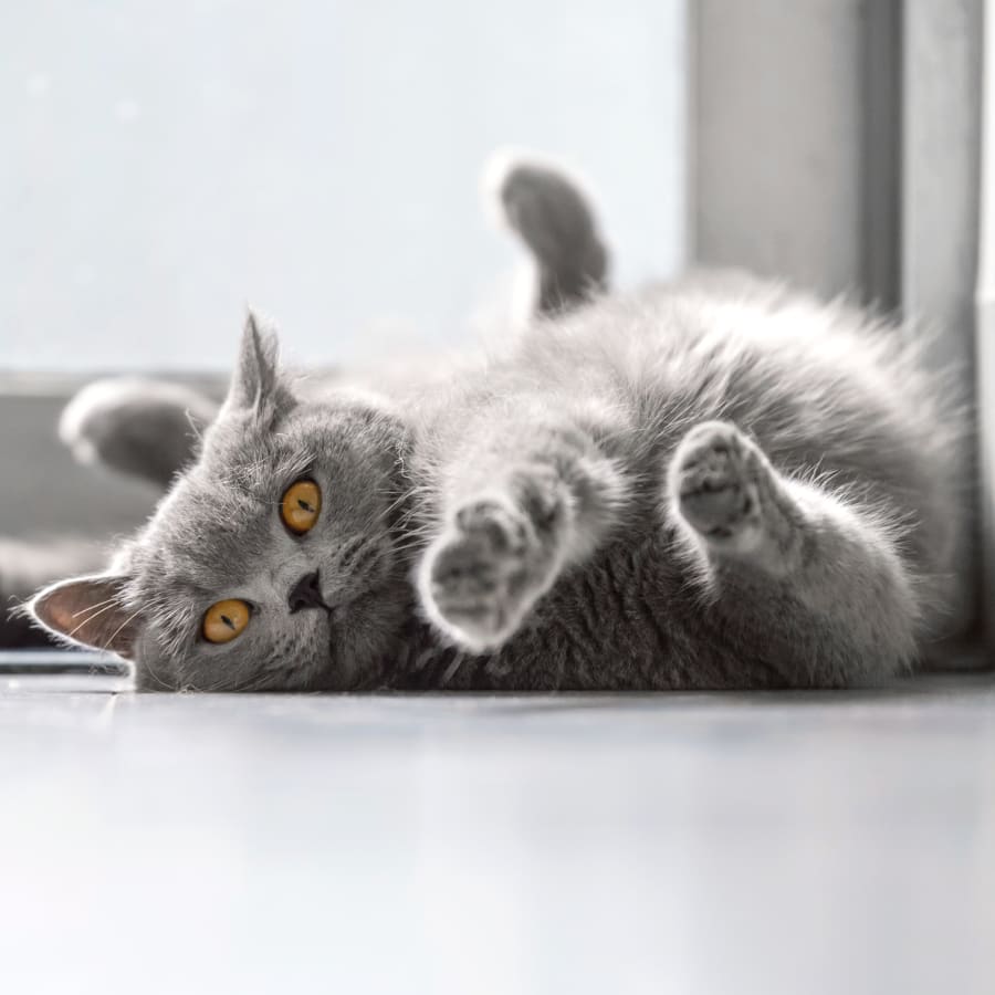 Geriatric Cat Care in Douglasville