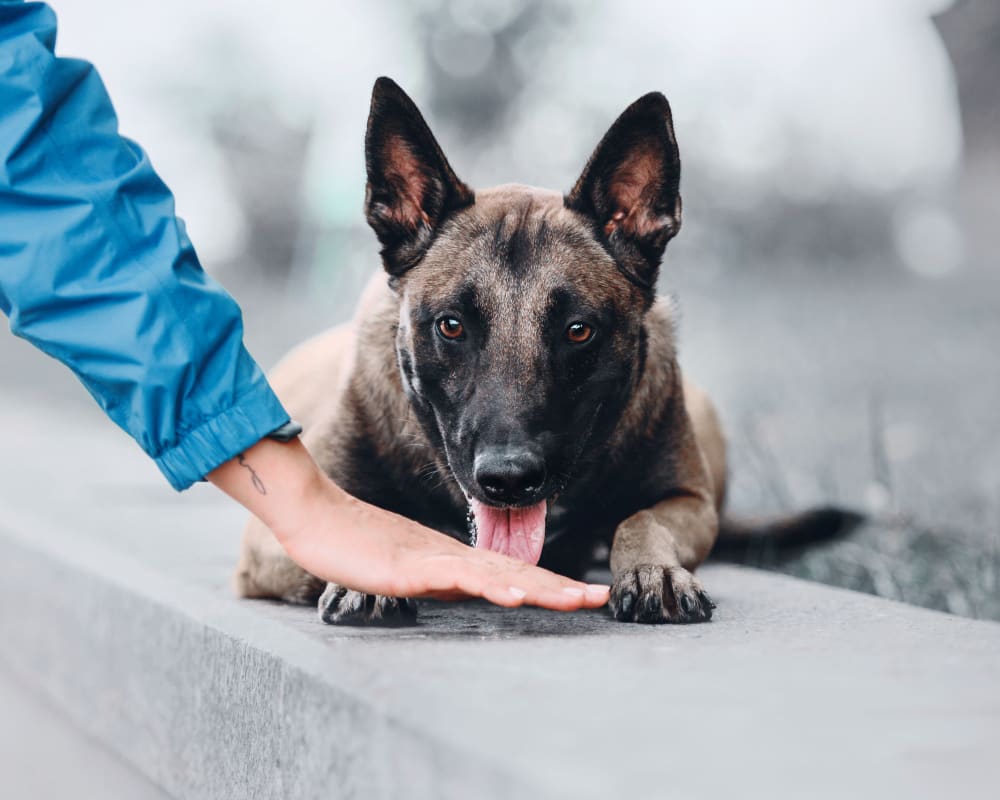 Douglasville Veterinary Hospital, Veterinarian in Douglasville