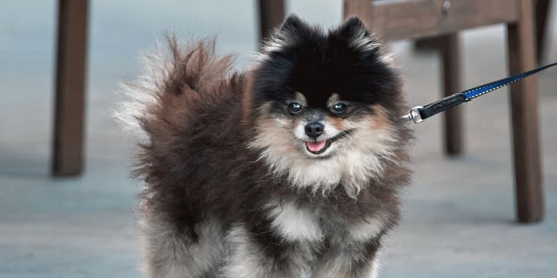 Douglasville Veterinary Hospital, Douglasville Veterinary