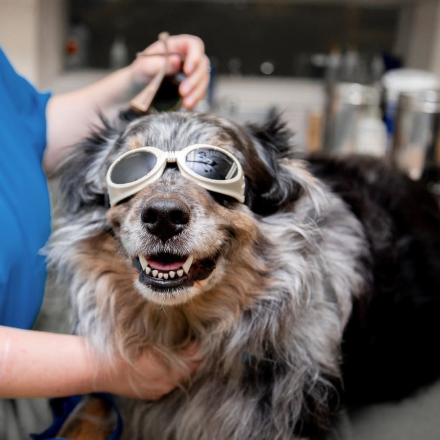 Cold Laser Therapy, Douglasville Veterinarians