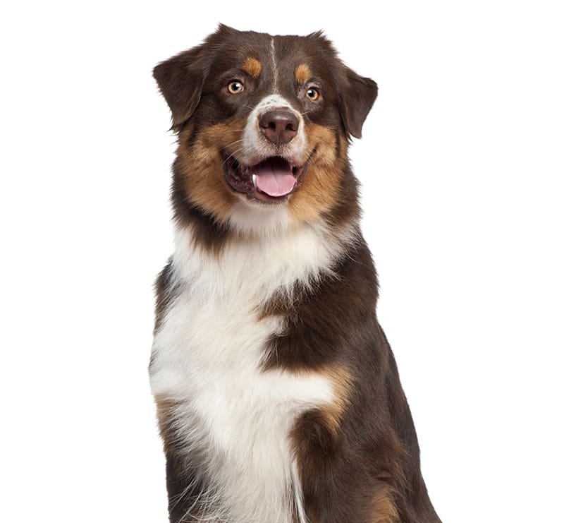 Large Dogs Wellness Plan, Douglasville Veterinary Hospital